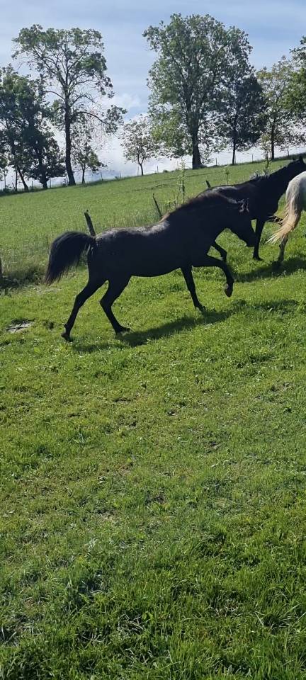 Gelding Origin Recorded For sale 2018 Black
