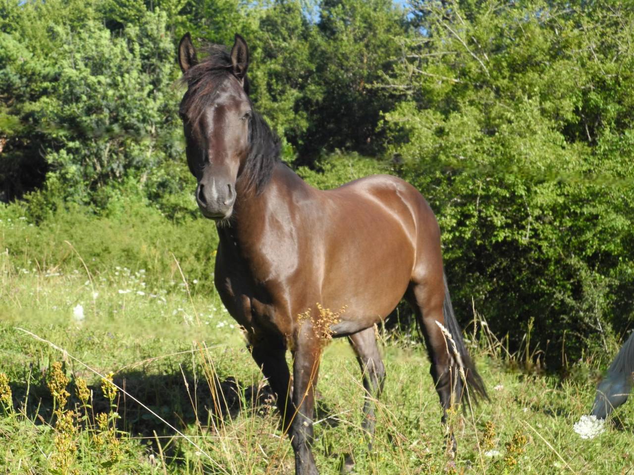 Gelding Origin Recorded For sale 2018 Black