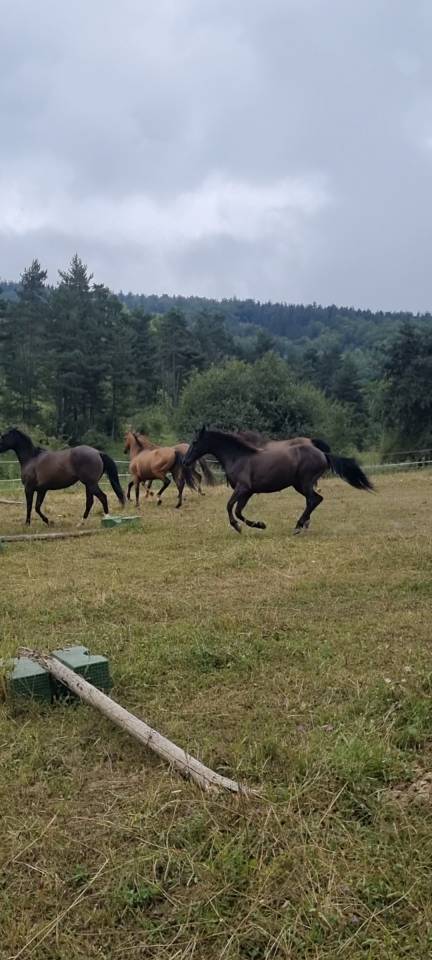 Gelding Origin Recorded For sale 2018 Black