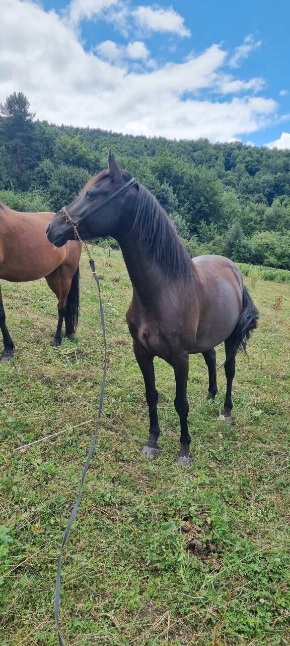 Gelding Origin Recorded For sale 2018 Black