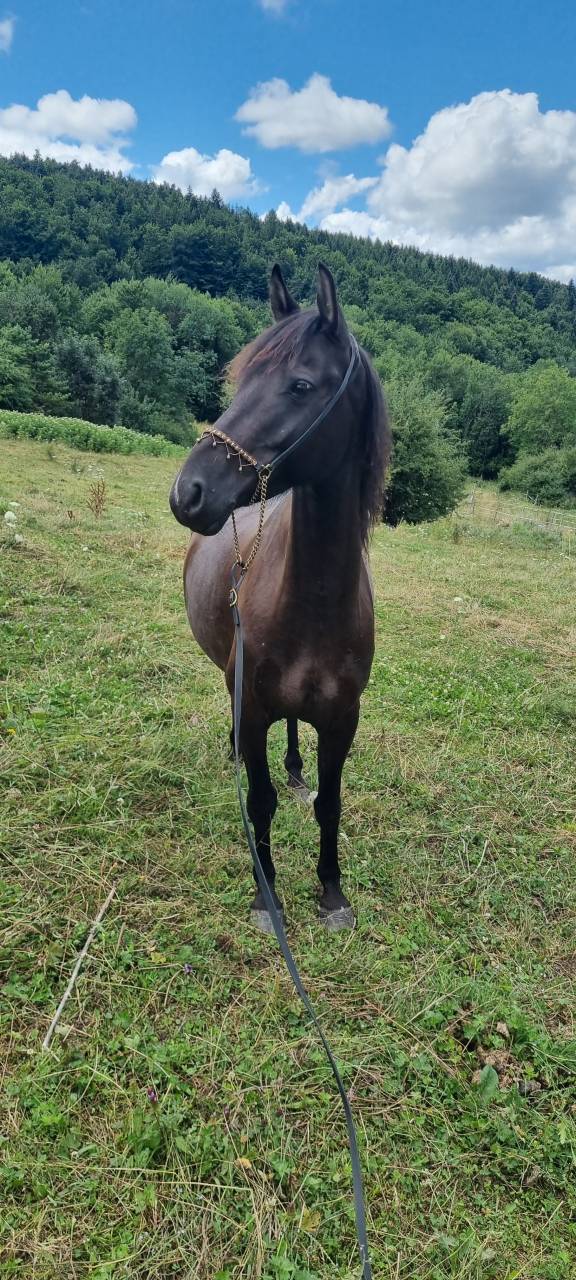 Gelding Origin Recorded For sale 2018 Black