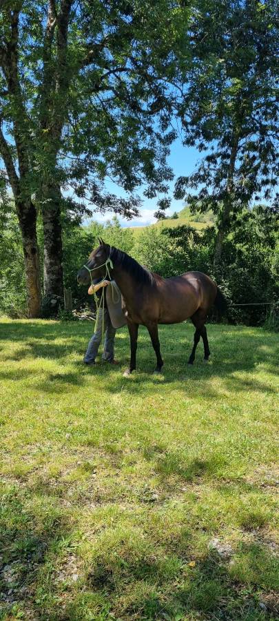 Gelding Origin Recorded For sale 2018 Black