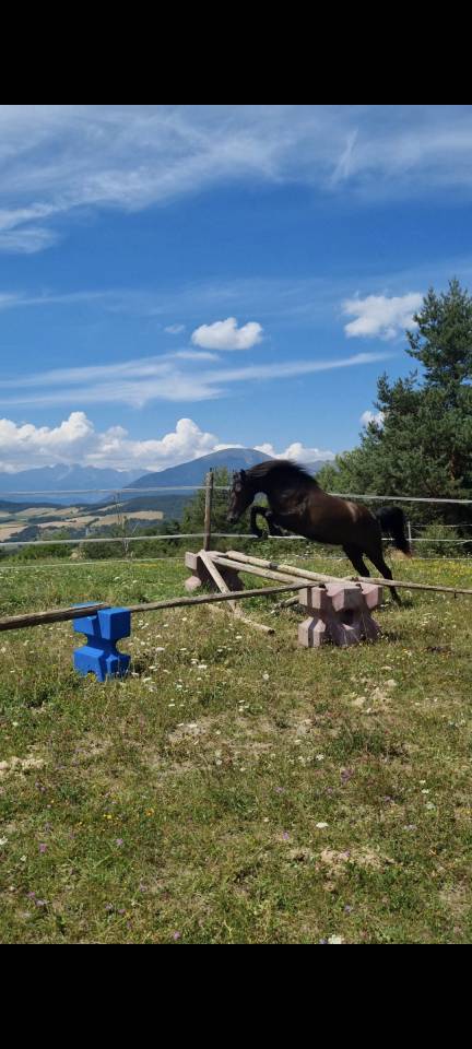 Gelding Origin Recorded For sale 2018 Black