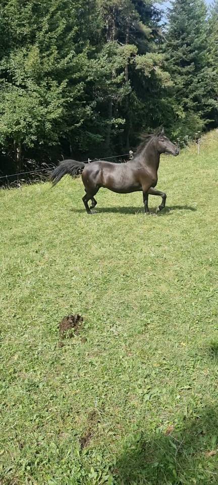 Gelding Origin Recorded For sale 2018 Black