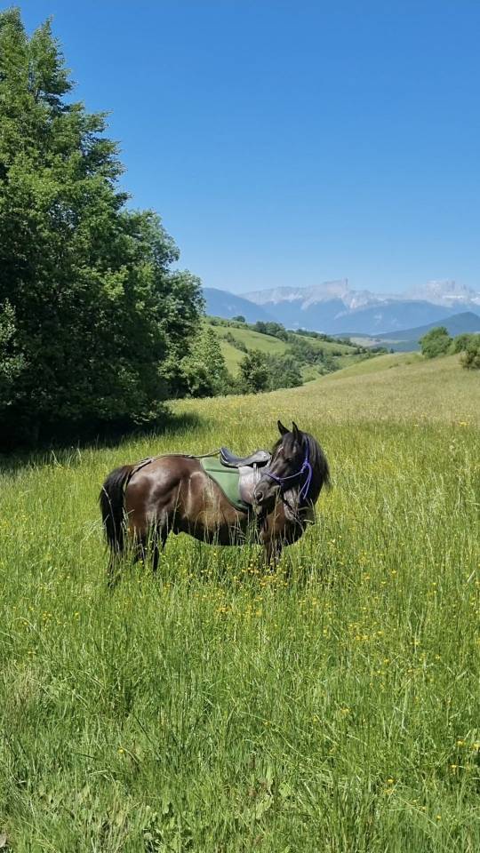 Gelding Origin Recorded For sale 2018 Black
