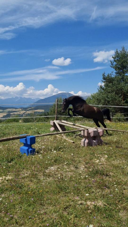 Gelding Origin Recorded For sale 2018 Black