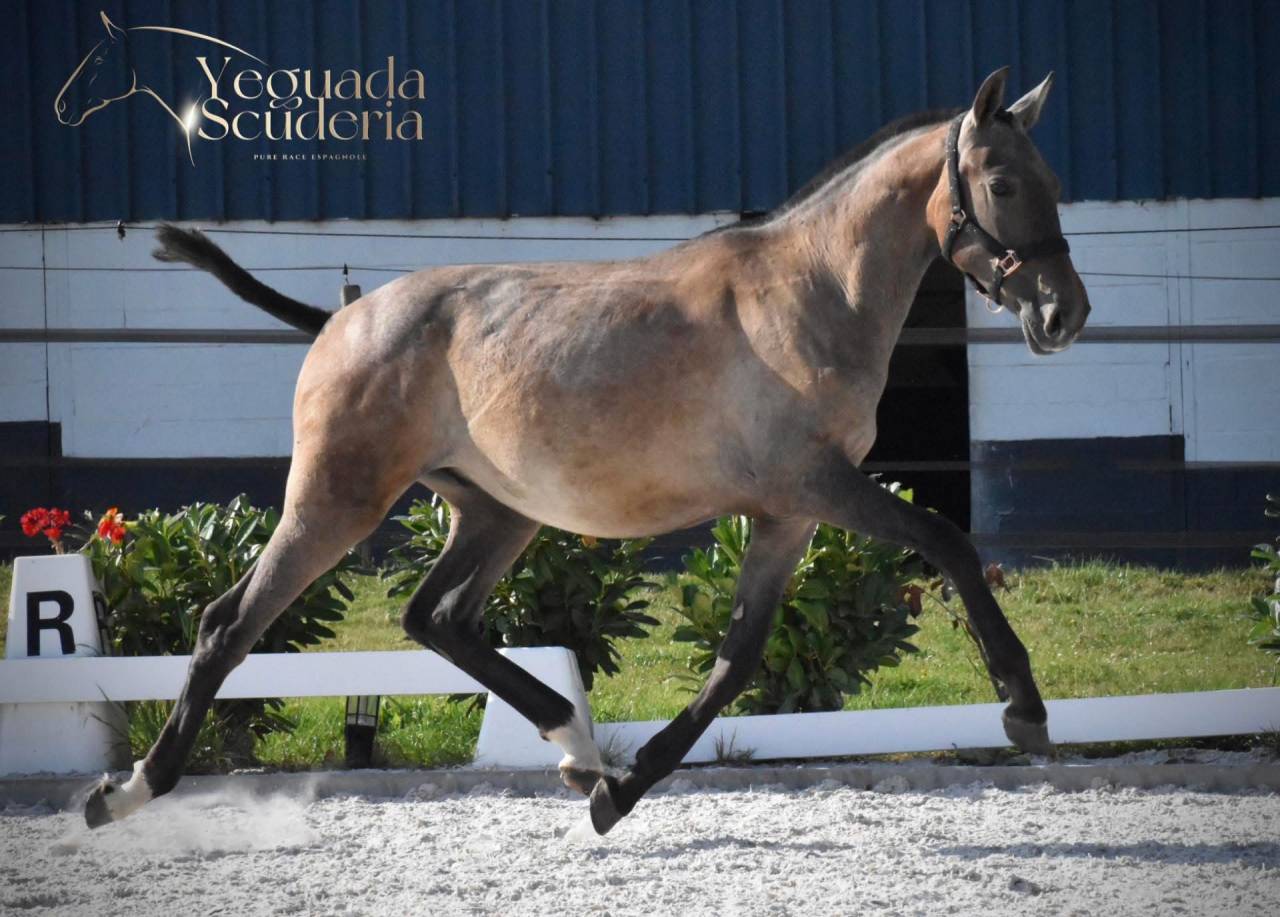 Colt PRE Pure Spanish Bred For sale 2024 Grey