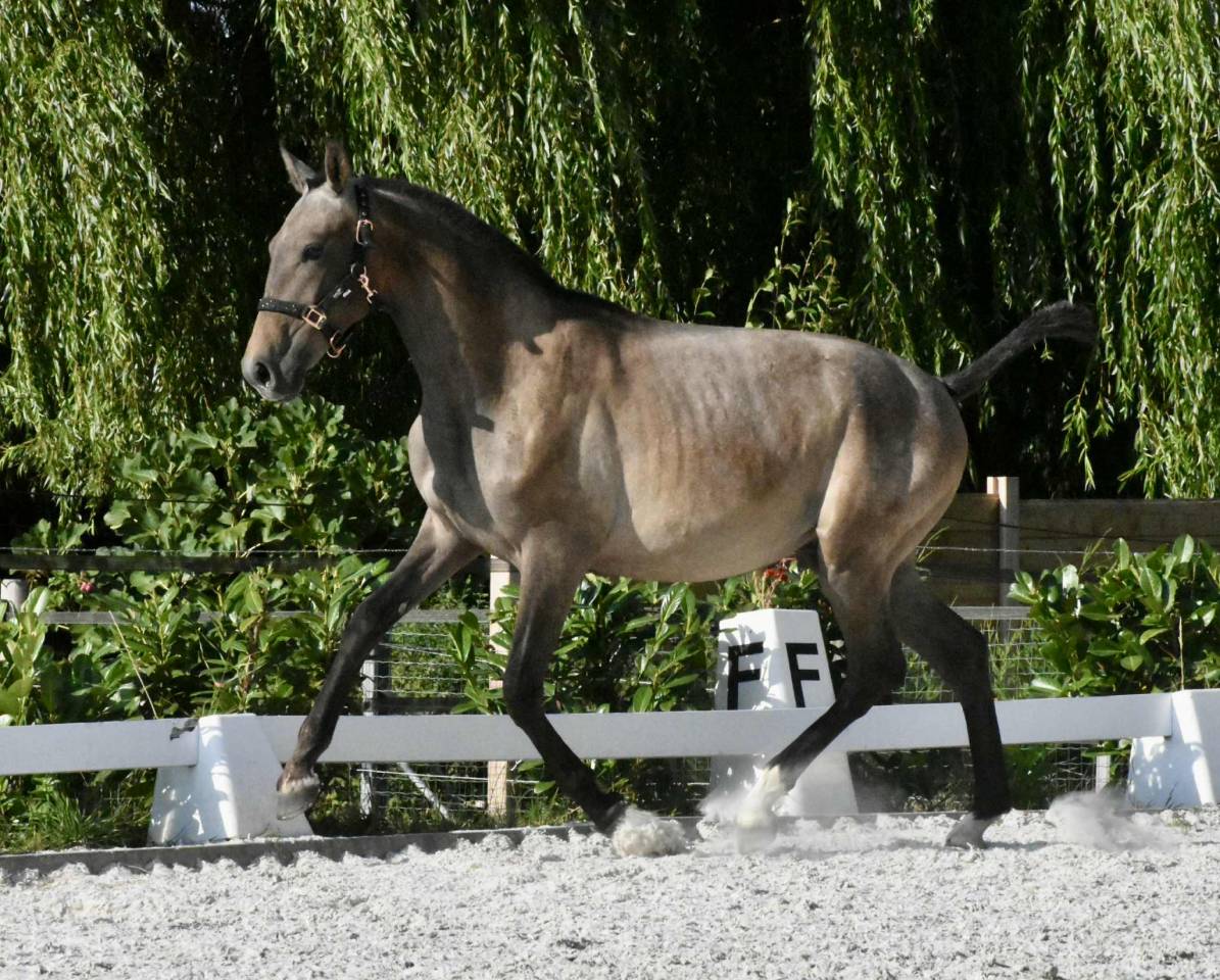Colt PRE Pure Spanish Bred For sale 2024 Grey