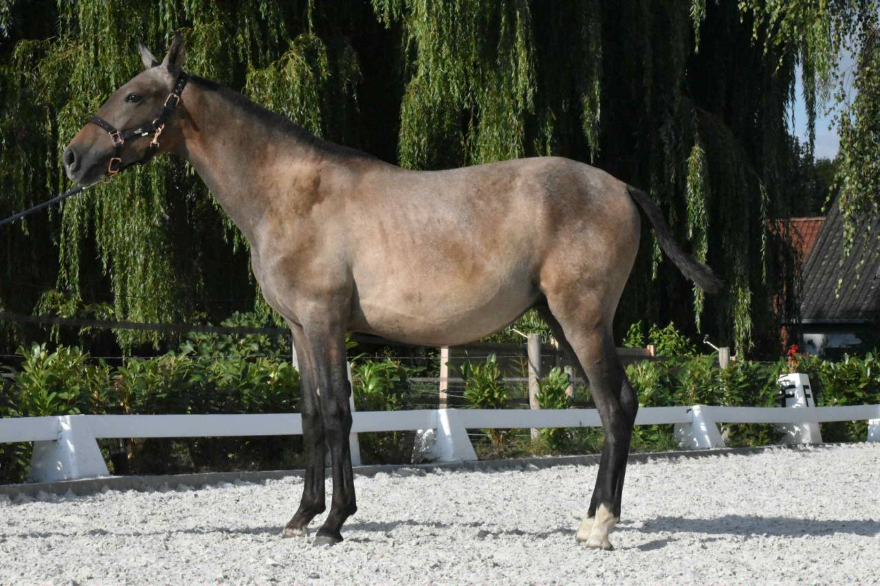 Colt PRE Pure Spanish Bred For sale 2024 Grey