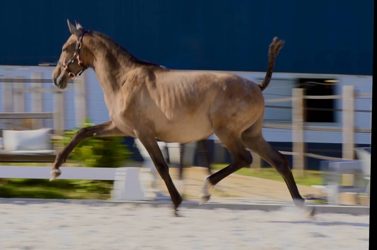 Colt PRE Pure Spanish Bred For sale 2024 Grey
