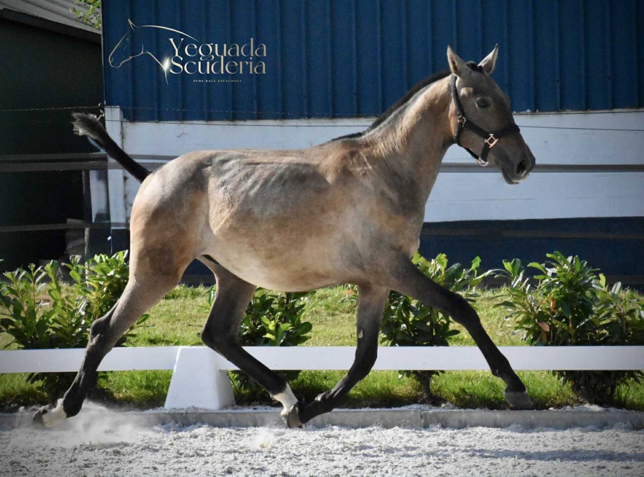 Colt PRE Pure Spanish Bred For sale 2024 Grey