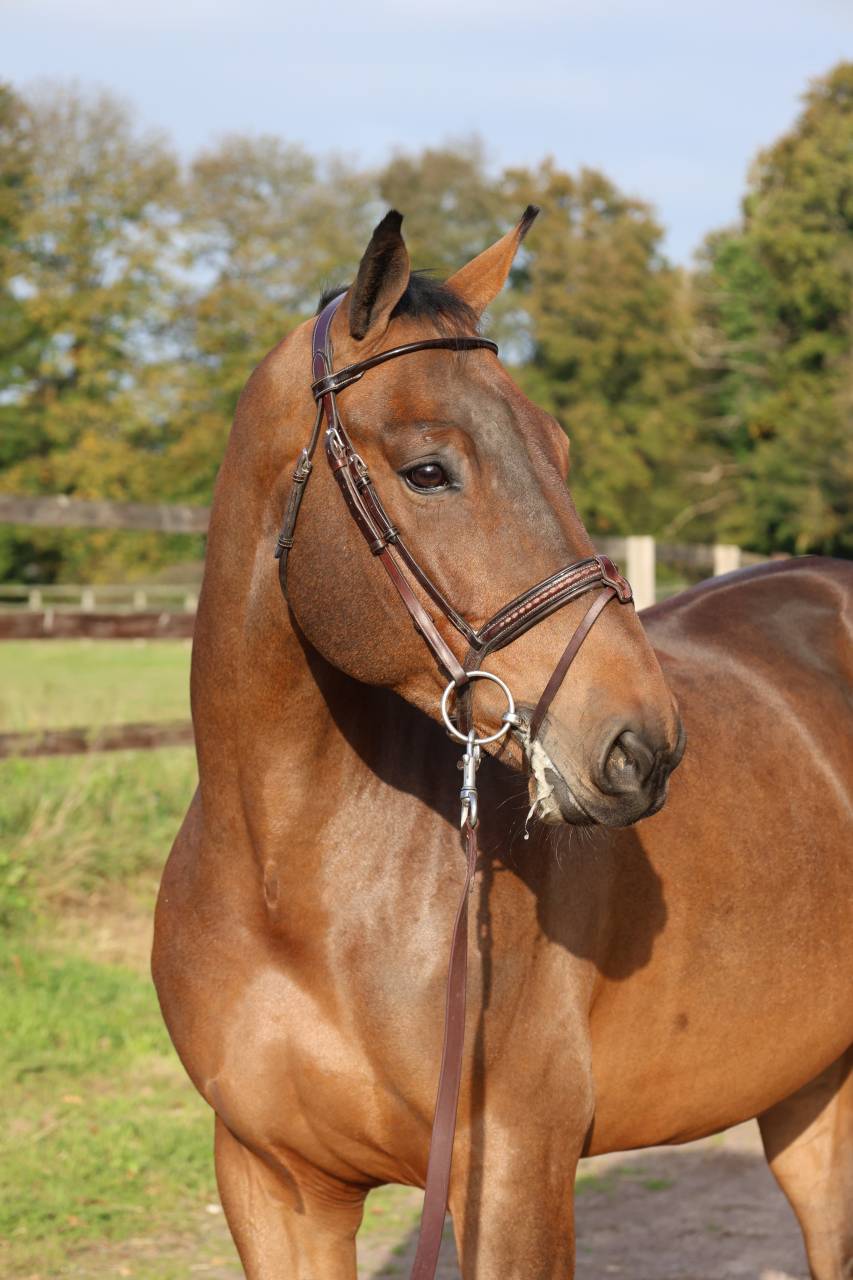 Gelding Selle Français For sale 2019 Bay