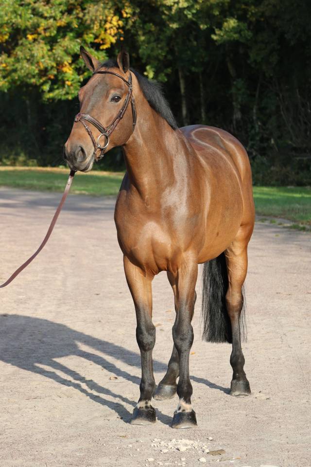 Gelding Selle Français For sale 2019 Bay