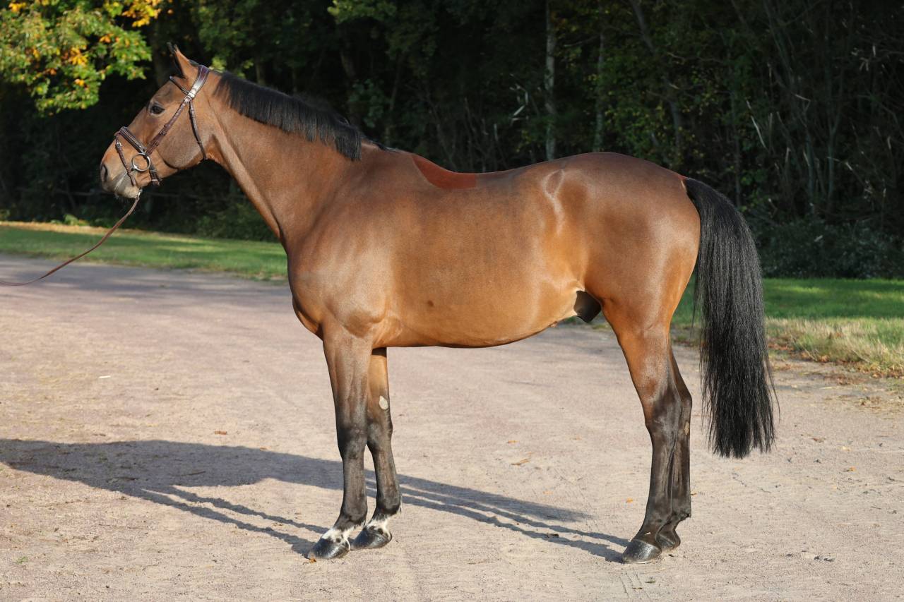 Gelding Selle Français For sale 2019 Bay