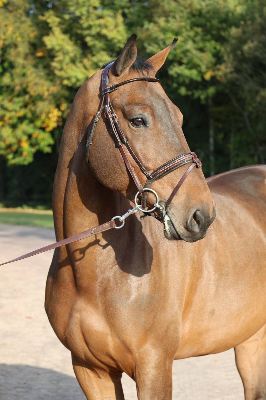 Gelding Selle Français For sale 2019 Bay