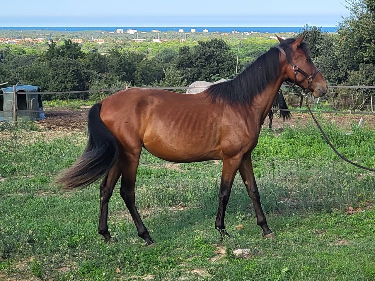 Filly PRE Pure Spanish Bred For sale 2023 Bay