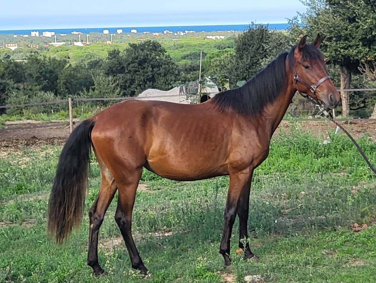 Filly PRE Pure Spanish Bred For sale 2023 Bay