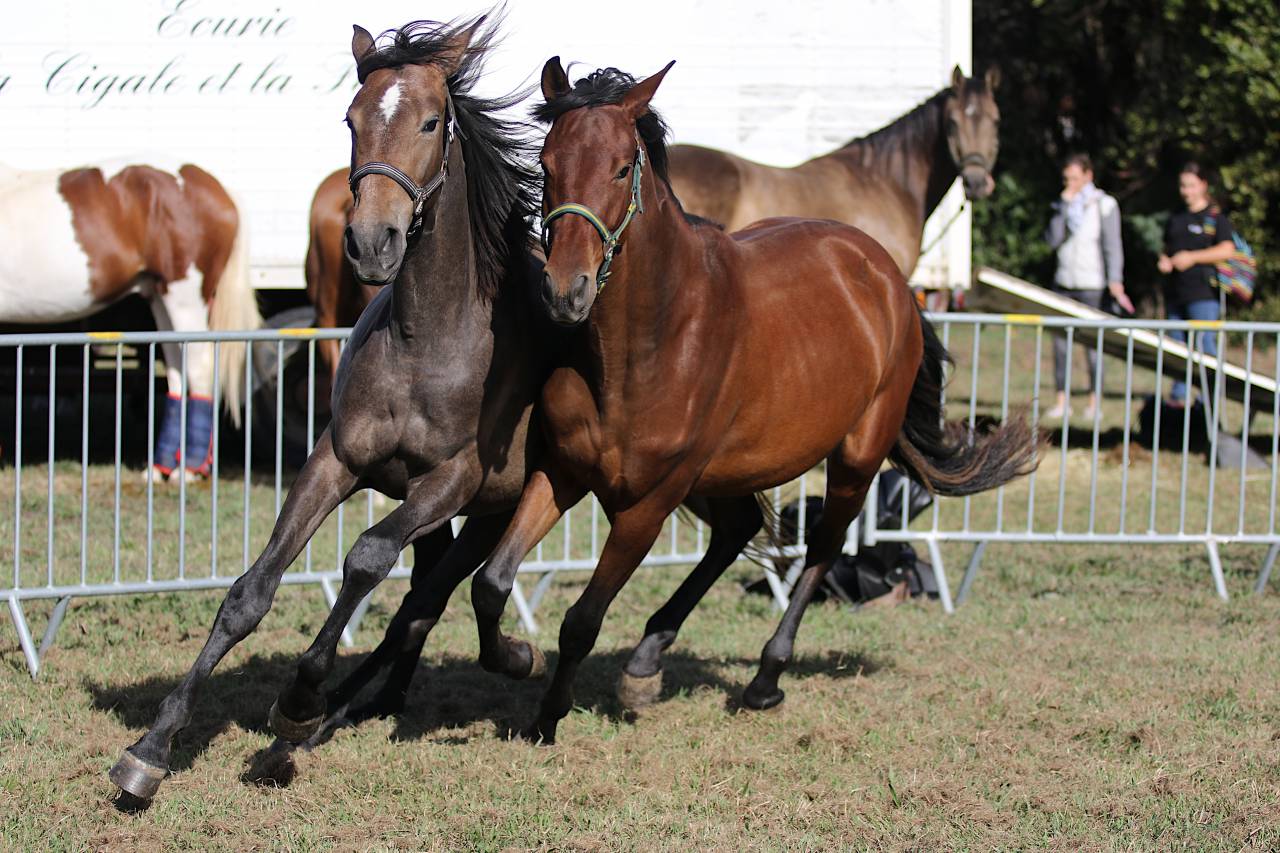 Filly PRE Pure Spanish Bred For sale 2023 Bay