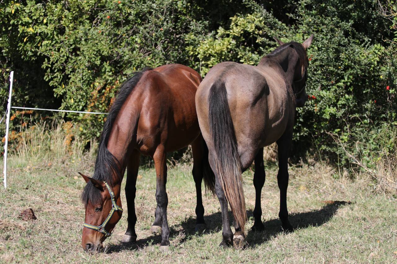 Filly PRE Pure Spanish Bred For sale 2023 Bay
