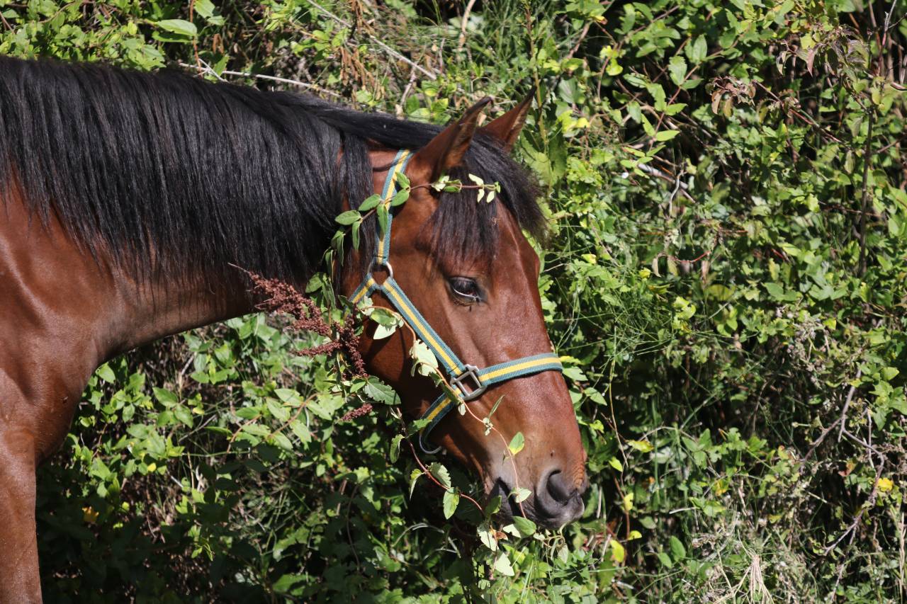 Filly PRE Pure Spanish Bred For sale 2023 Bay