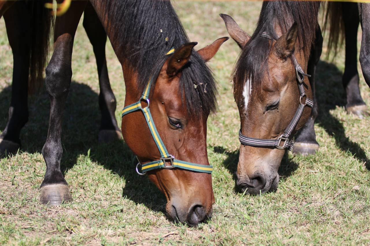 Filly PRE Pure Spanish Bred For sale 2023 Bay