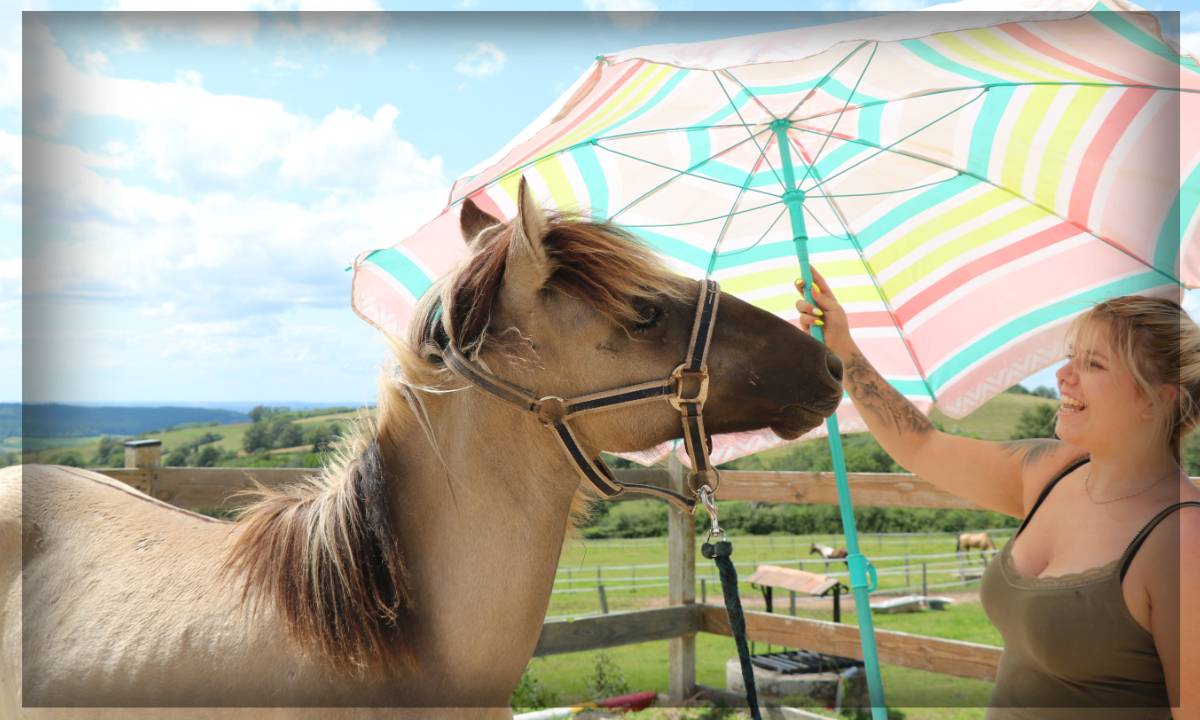 Gelding No Origin Recorded For sale 2023 Grullo