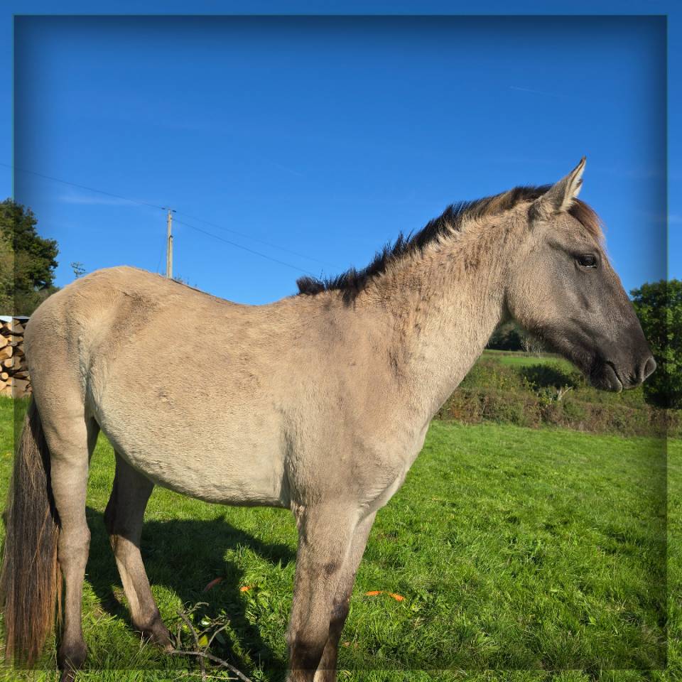 Gelding No Origin Recorded For sale 2023 Grullo