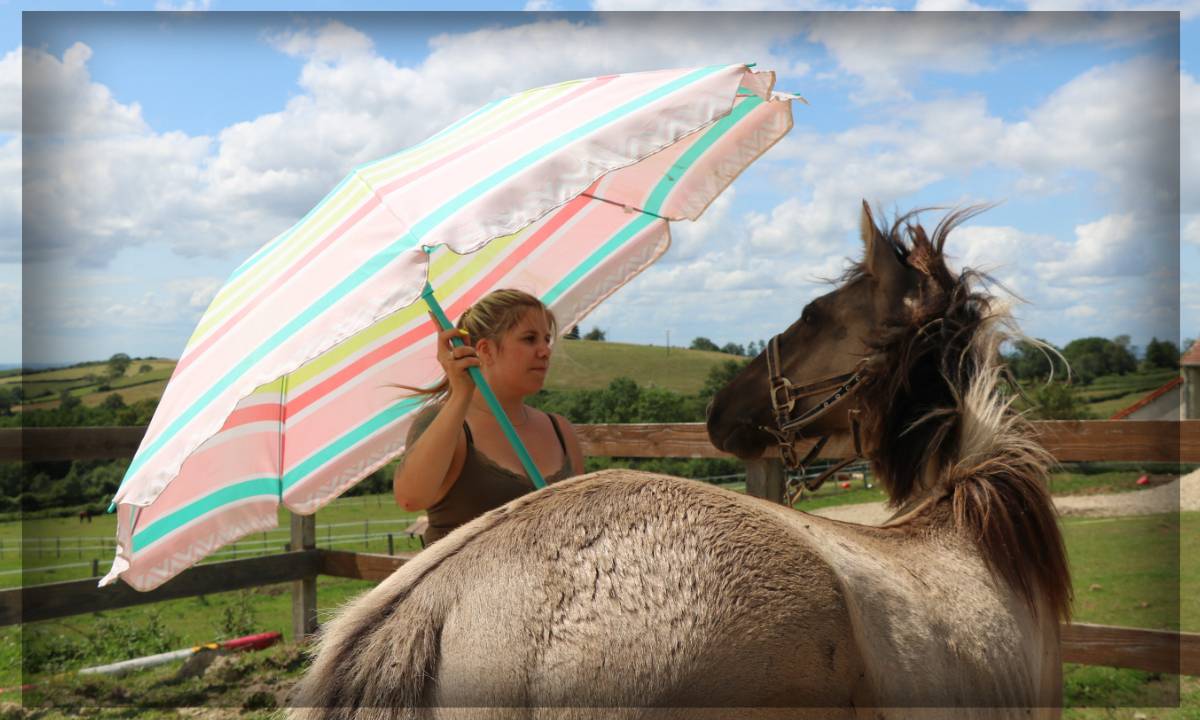 Gelding No Origin Recorded For sale 2023 Grullo