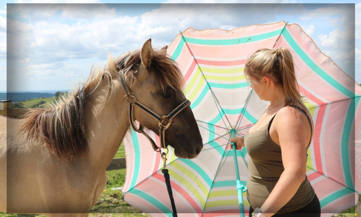 Gelding No Origin Recorded For sale 2023 Grullo