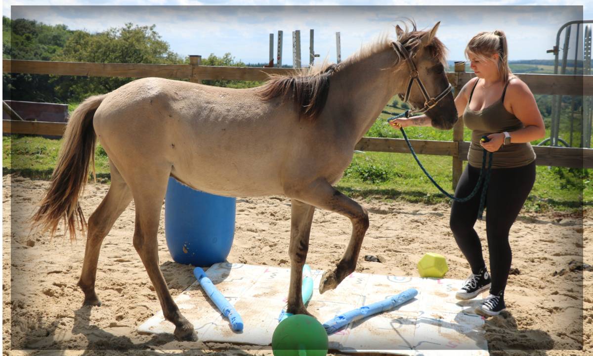 Gelding No Origin Recorded For sale 2023 Grullo