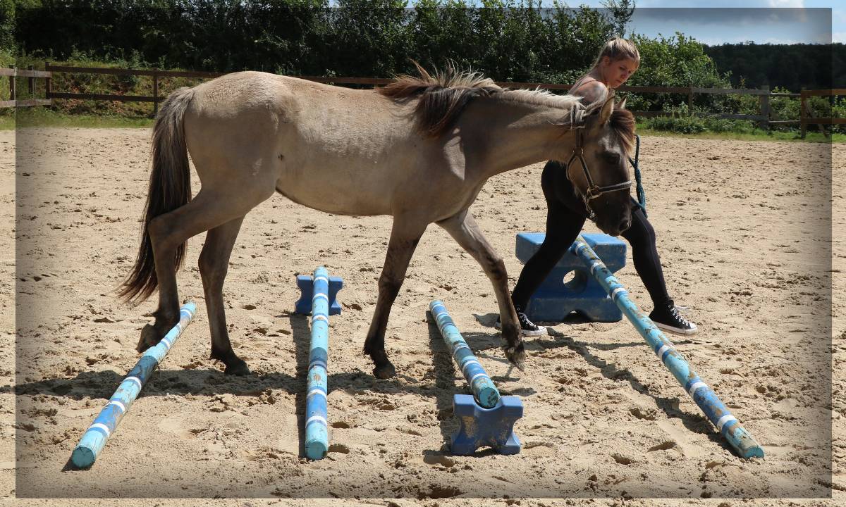 Gelding No Origin Recorded For sale 2023 Grullo