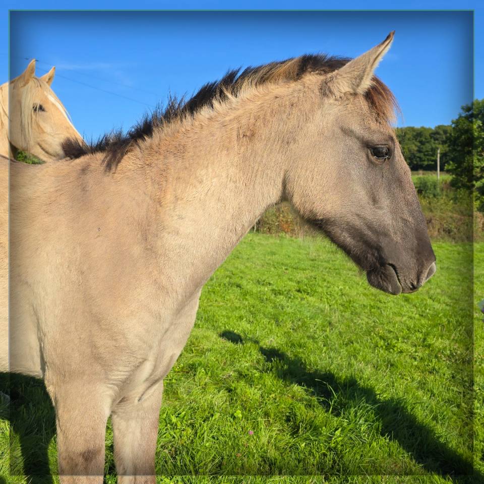 Gelding No Origin Recorded For sale 2023 Grullo