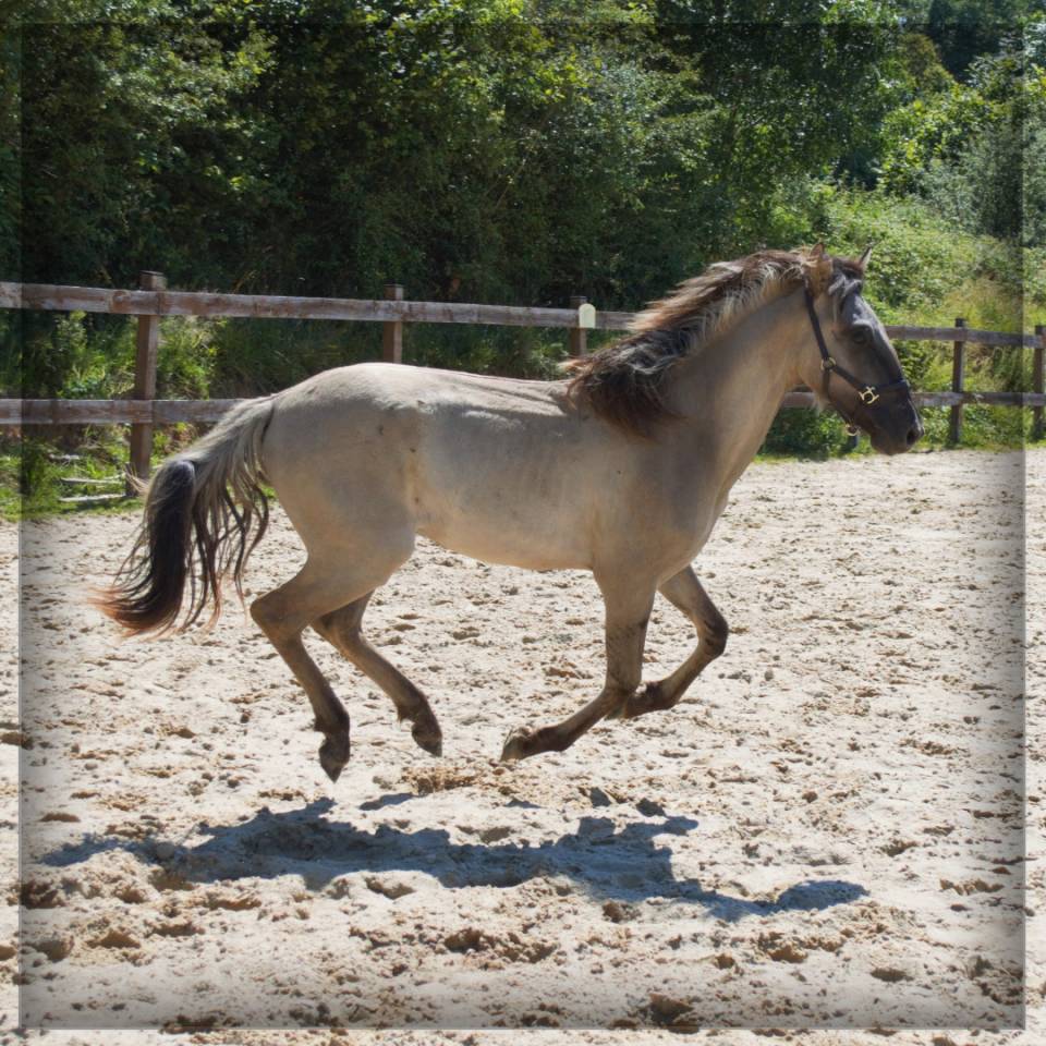 Gelding No Origin Recorded For sale 2023 Grullo