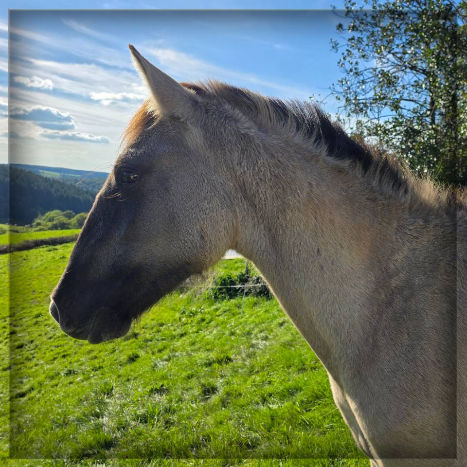 Gelding No Origin Recorded For sale 2023 Grullo