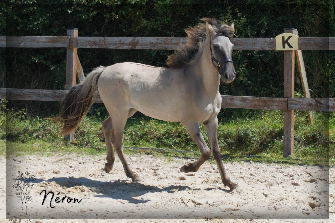 Gelding No Origin Recorded For sale 2023 Grullo