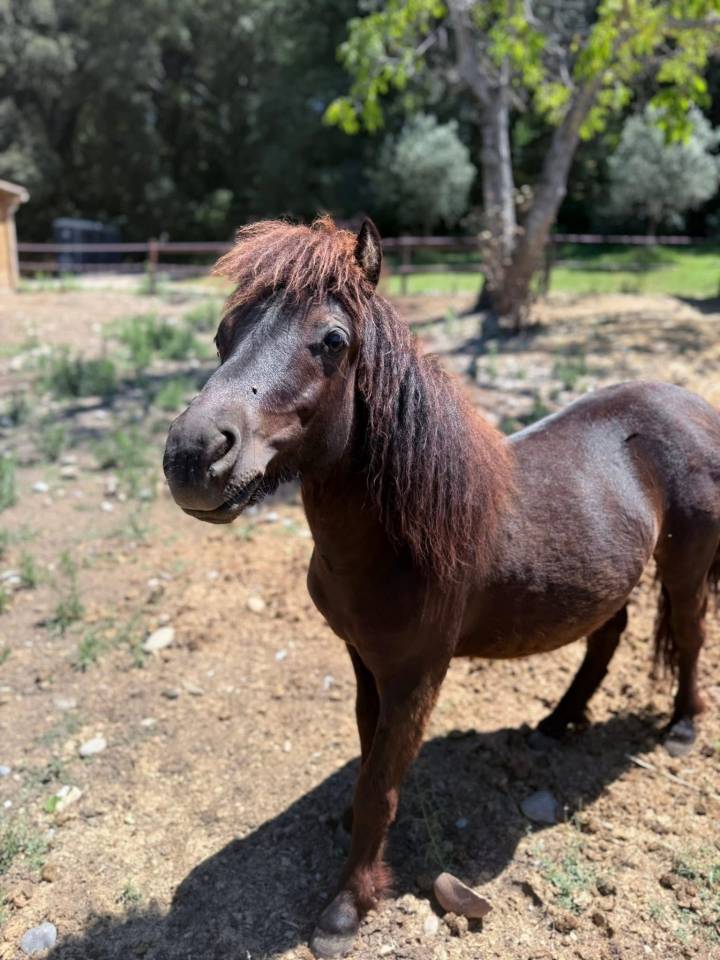 Colt Shetland Pony For sale 2024 Black