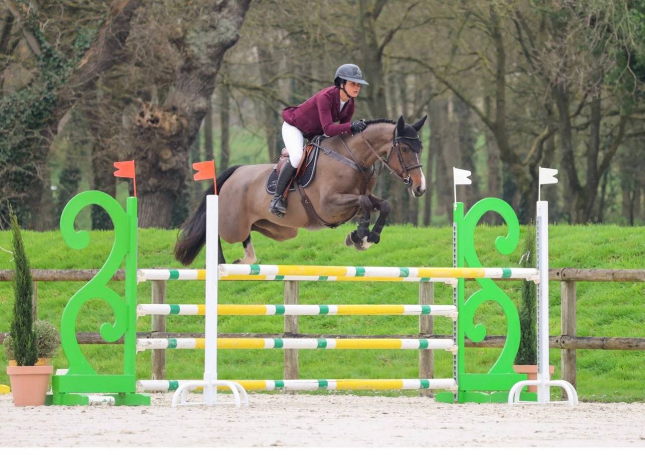 Mare Holsteiner For sale 2019 Dark Bay