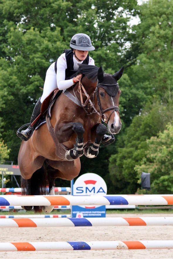 Mare Holsteiner For sale 2019 Dark Bay