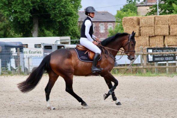 Mare Holsteiner For sale 2019 Dark Bay