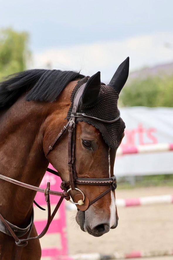 Mare Holsteiner For sale 2019 Dark Bay