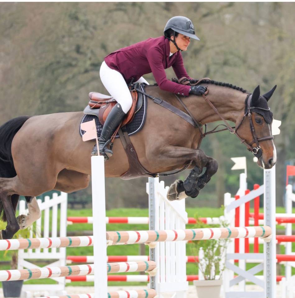 Mare Holsteiner For sale 2019 Dark Bay