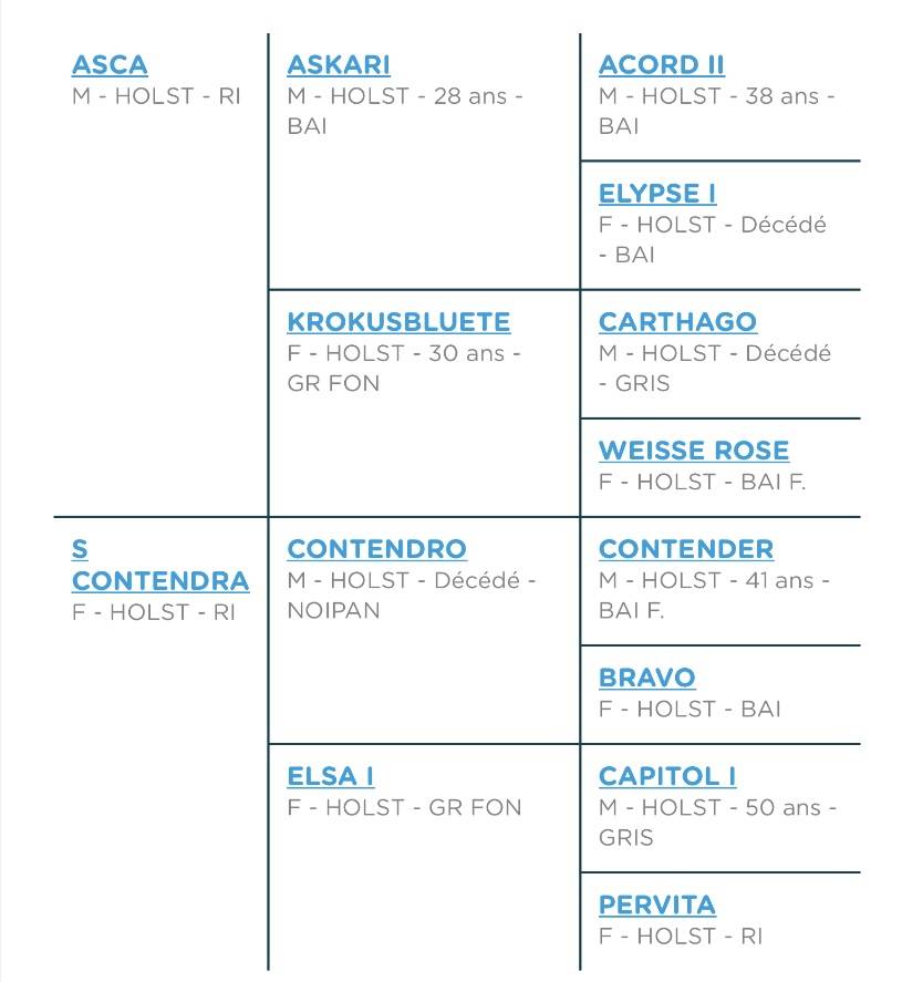 Mare Holsteiner For sale 2019 Dark Bay
