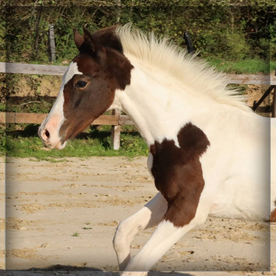 Colt Selle Français For sale 2025 Coloured