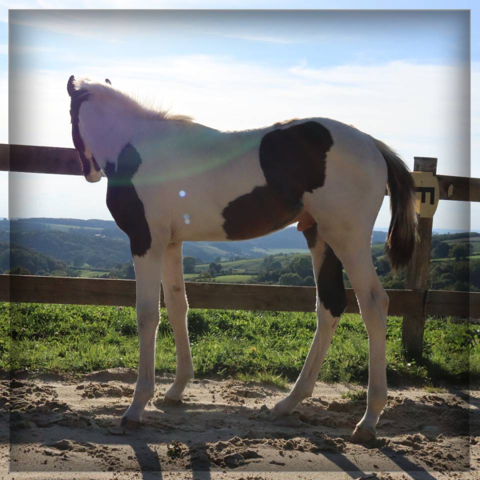 Colt Selle Français For sale 2025 Coloured