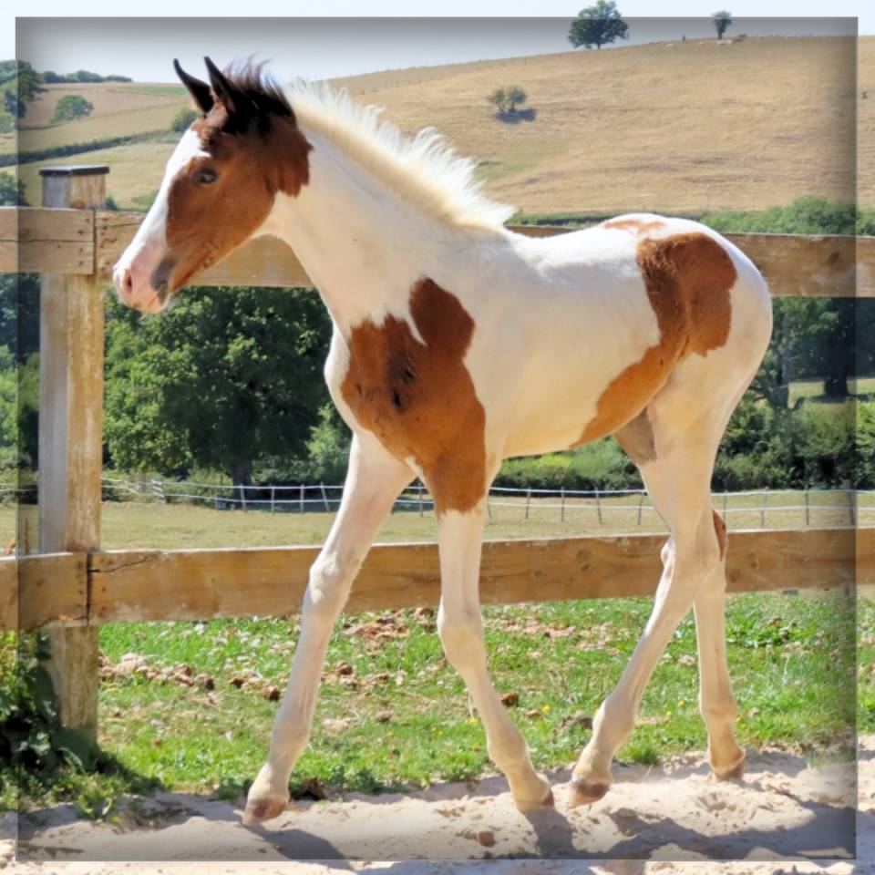 Colt Selle Français For sale 2025 Coloured