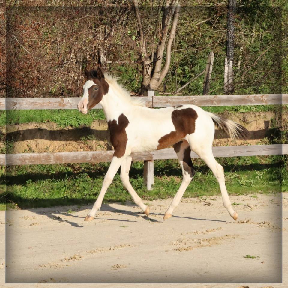 Colt Selle Français For sale 2025 Coloured