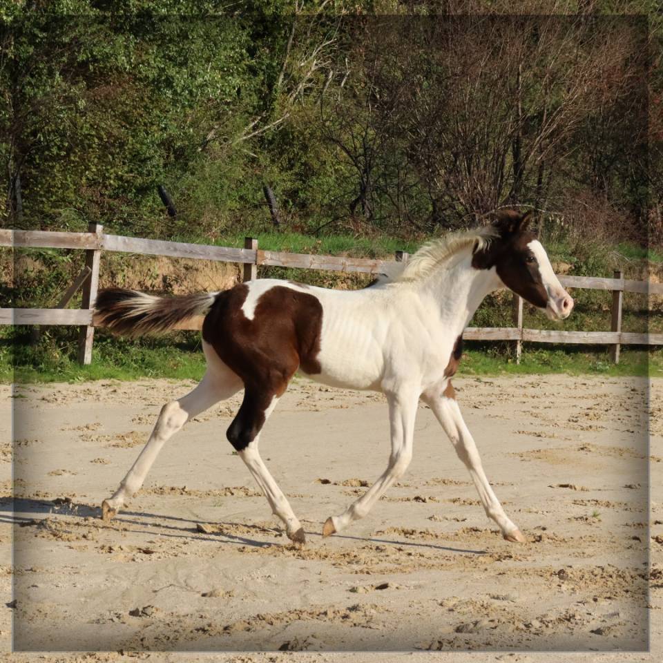 Colt Selle Français For sale 2025 Coloured