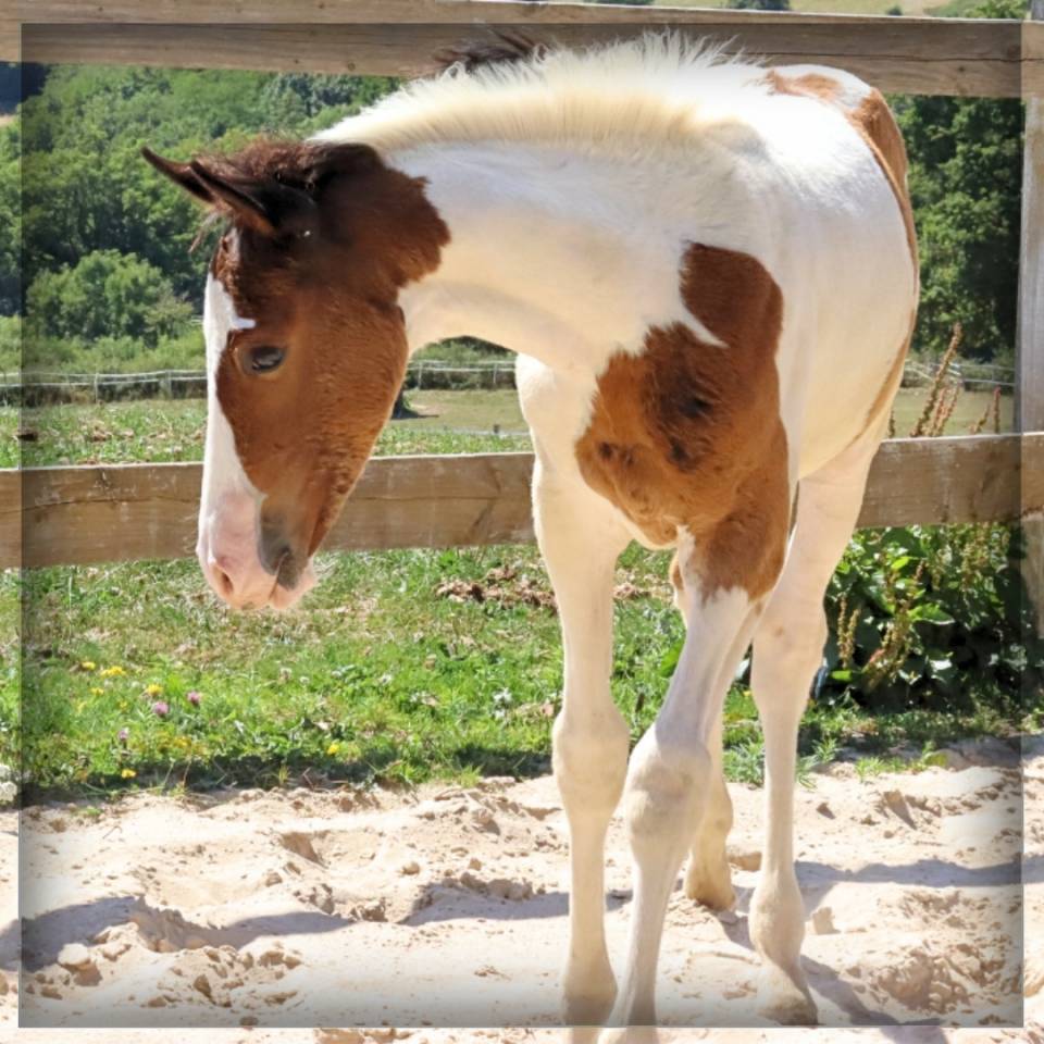 Colt Selle Français For sale 2025 Coloured