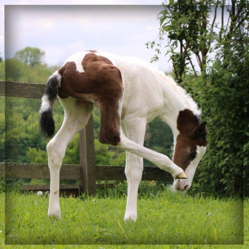 Colt Selle Français For sale 2025 Coloured
