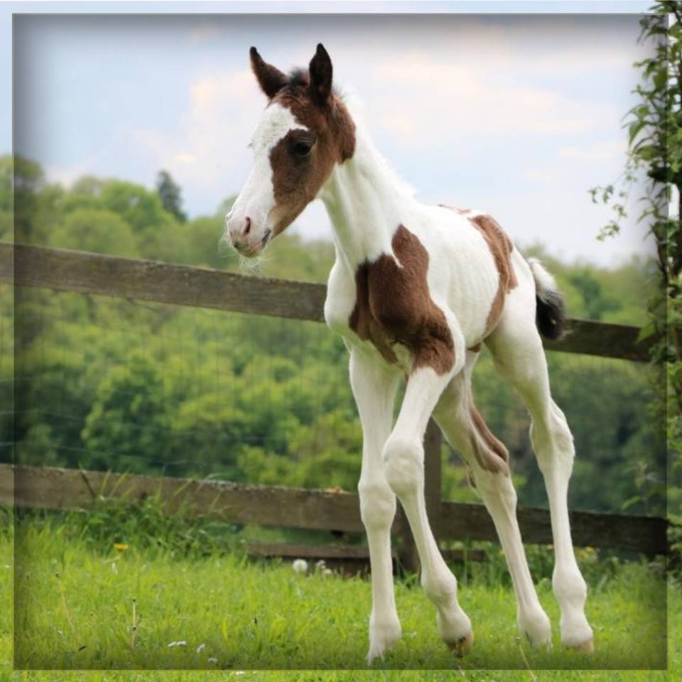 Colt Selle Français For sale 2025 Coloured